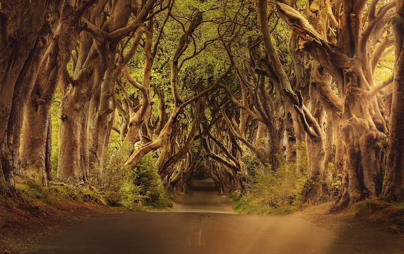 Forest Path